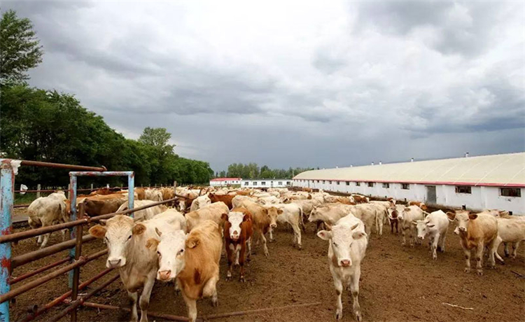 兽药影响药物的效应常见的因素